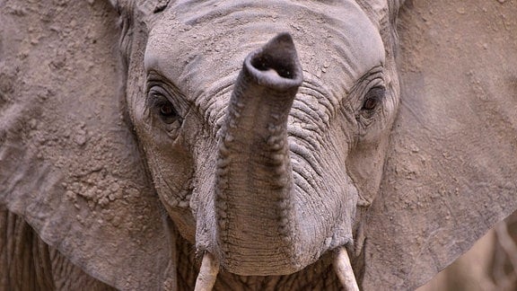 Ein Elefant hebt den Rüssel