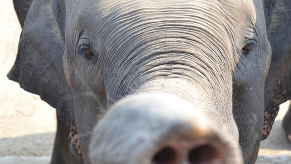 Junger Elefant in Frontalansicht streckt seinen Rüssel nach der Kamera aus. 
