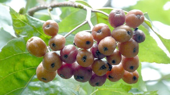 Elsbeere Sorbus torminalis Pflanze