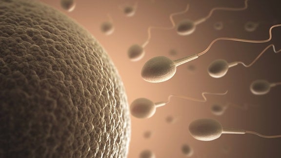 3D-Illustration einer menschlichen Eizelle (Kugel mit welliger Oberfläche) und vielen kleinen Spermien (ovaler Kopf, kleines Schwänzchen), die darauf zusteuern.