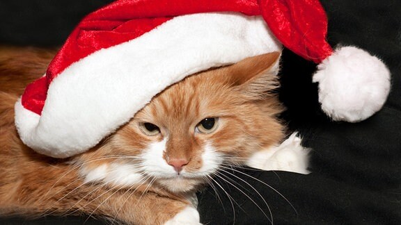 Eine Katze mit roter Weihnachtsmütze.