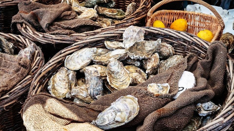 Austern - Rückkehr in die Nordsee | MDR.DE