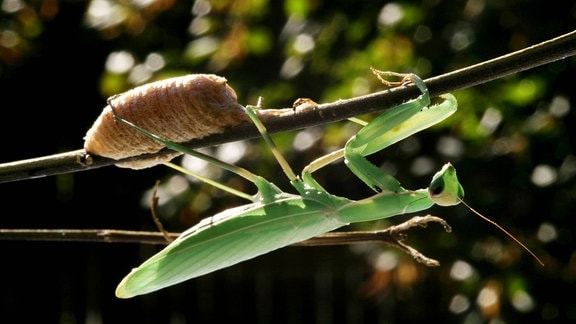 Europaeische Gottesanbeterin (Mantis religiosa), mit Eikokon an einem Zweig 