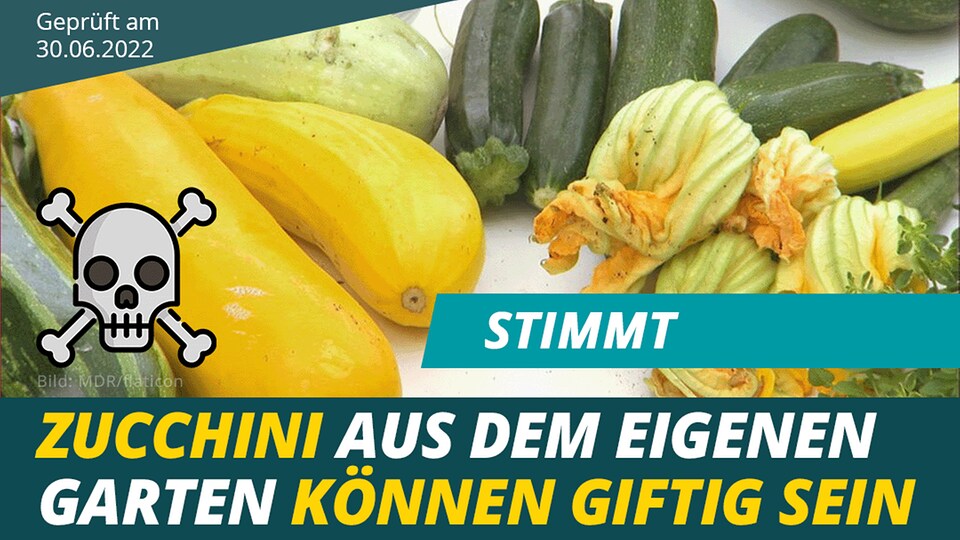 ️ Stimmt Zucchini aus dem eigenen Garten können giftig sein MDR.DE
