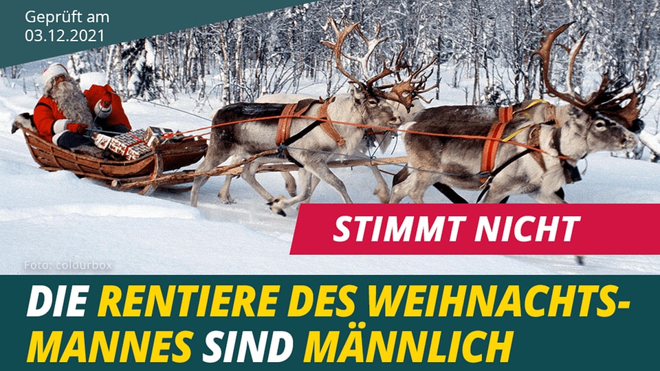 Stimmt nicht: Die Rentiere des Weihnachtsmannes sind männlich | MDR.DE