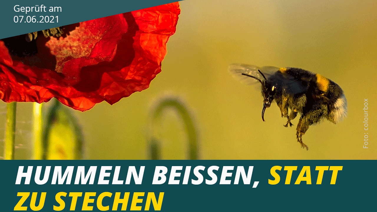 Hummel beißt oder 2025 sticht