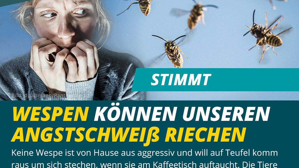 ️ Stimmt Wespen können unseren Angstschweiß riechen MDR.DE
