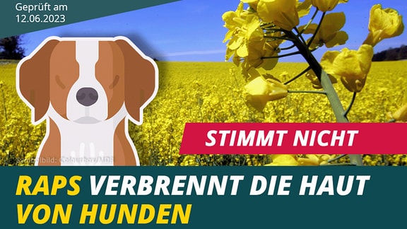 Faktencheck Raps Hunde