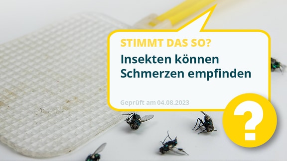 Ein Faktencheck zum Thema Insekten