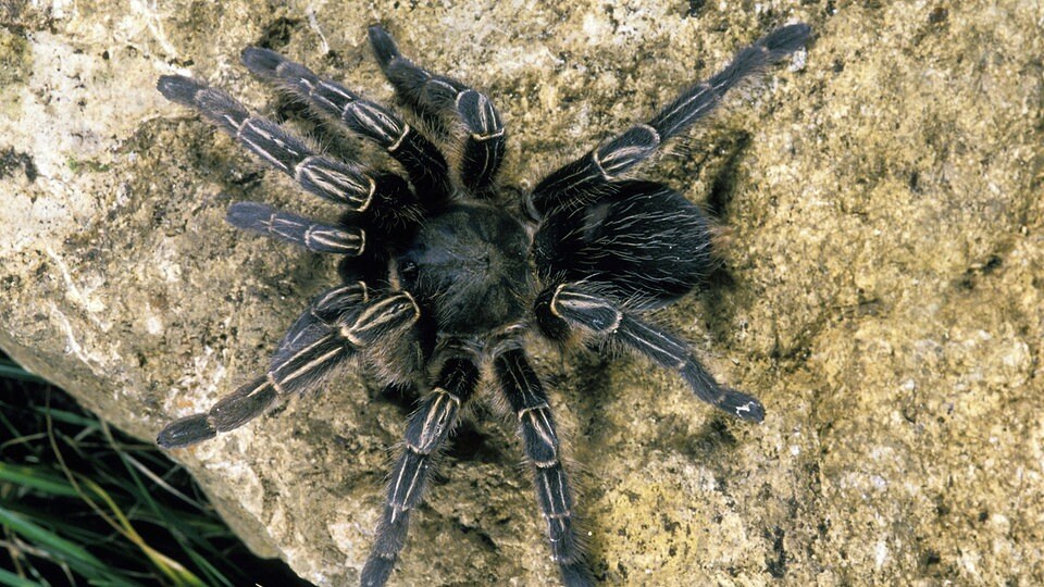 Leichte Sprache Die älteste Spinne der Welt wurde 43 Jahre alt MDR.DE Leichte Sprache Die älteste Spinne der Welt wurde 43 Jahre alt MDR.DE