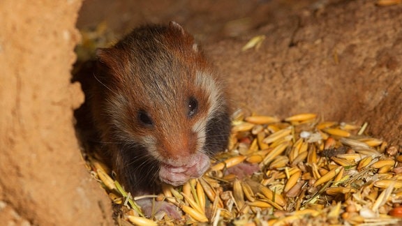 Hamster-Jungtier frisst in der Vorratskammer Geteidekörner.