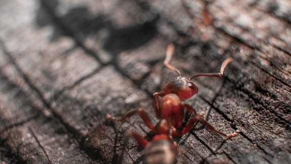 Nahaufnahme von Feuerameisen: Rötliche Ameisen auf einem Stück Holz, Tiefenunschärfe bei der hinteren Ameise