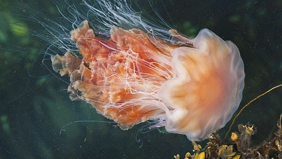 Eine Feuerqualle schwimmt im Meer: Qualle mit Schirm, Tentakeln und leicht rötlicher Färbung 