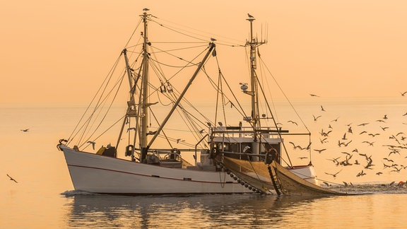 Idyllisch anmutendes Fischfang-Boot mit halb herausgezogenen Netz, in Abend- oder Morgenlichtstimmung, Möwen oder ander Vögel um Boot