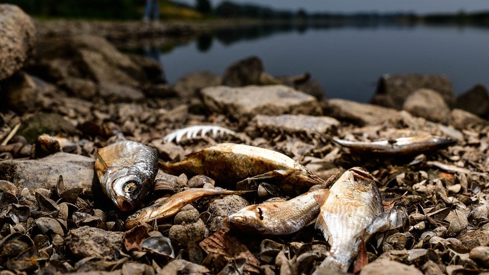 Fischsterben an der Oder UFZ Leipzig findet weitere Ursache
