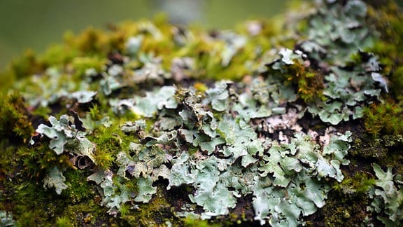 Flechten (Parmelia sulcata) und Moos wachsen auf der Rinde eines verrottenden Baumes