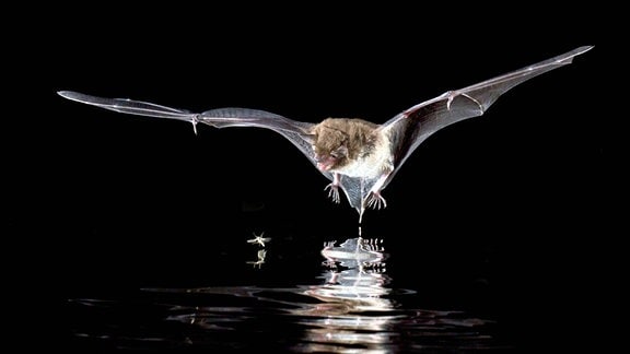 Wasser-Fledermaus (Myotis daubentoni, Myotis daubentonii), jagt in der Nacht an der Wasseroberfläche nach einem Insekt