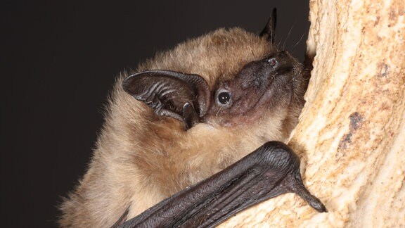  Die Männchen der Breitflügelfledermaus haben einen Penis, der eregiert ein Fünftel ihrer Körperlänge ausmachen kann.