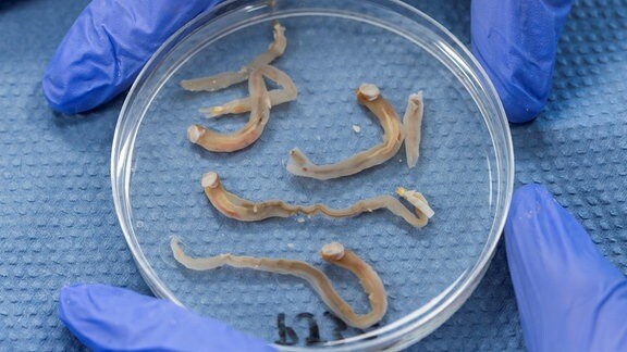 Junge Nacktmuscheln in einer Petrischale.