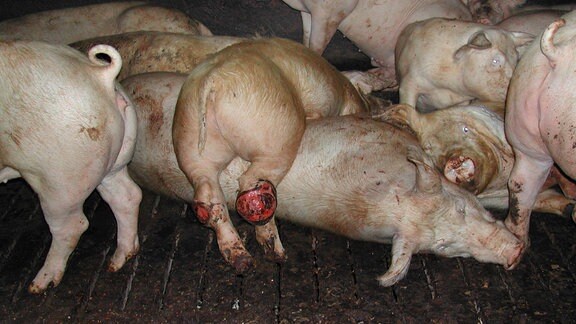 In der Mast zusammengepferchte, leidene Schweine, z.T. mit offenen Geschwüren. 