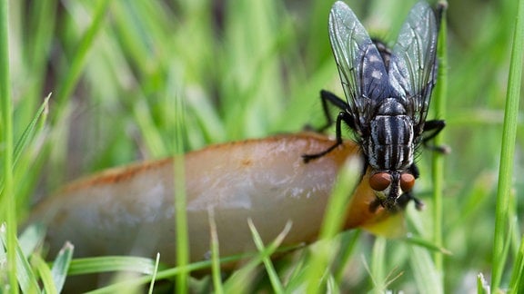 Fleischfliege frisst tote Nacktschnecke