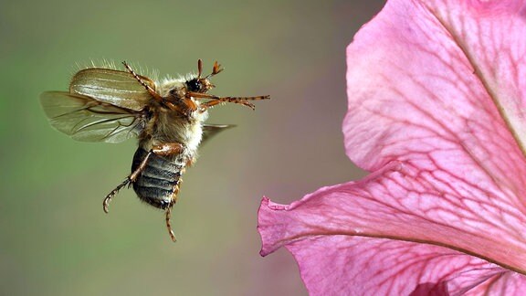 Junikäfer, Amphimallon solstitiale, im Flug an einer der Blüte.