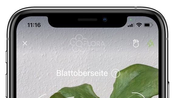 Screenshot der App Flora Incognita mit Smartphone-Rahmen: Kamera der App zeigt Text Blattoberseite und das Bild eines großen grünen Monstera-Blattes. Weiterhin Auswahl der Pflanzenart und großer Bestimmungs-Aktionsknopf am unteren Rand.