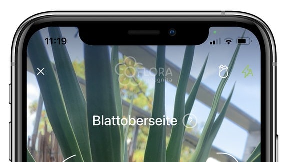 Screenshot der App Flora Incognita mit Smartphone-Rahmen: Kamera der App zeigt Text Blattoberseite und Teil einer Yucca Gloriosa-Pflanzen. Weiterhin Auswahl der Pflanzenart und großer Bestimmungs-Aktionsknopf am unteren Rand.