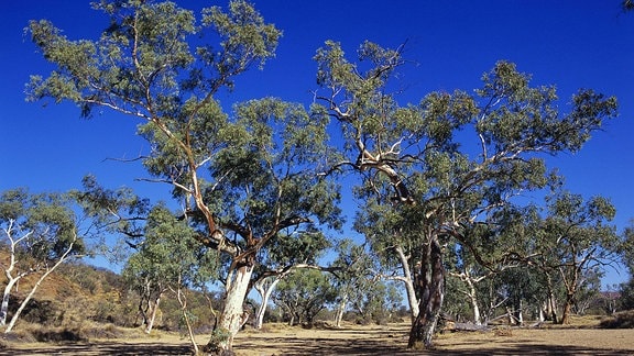 Fluss-Eukalyptus in ausgetrocknetem Flussbett