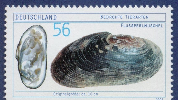 Briefmarke - Bedrohte Tierarten-Flussperlmuschel - der Deutschen Bundespost