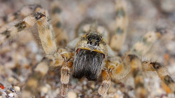 Flussufer-Wolfsspinne  (Arctosa cinerea)