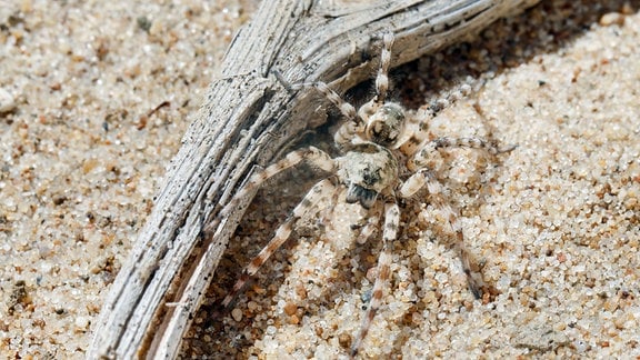 Flussufer-Wolfspinne auf einem Sandufer