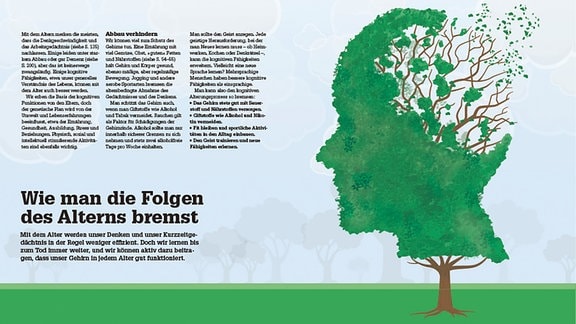Das Bild zeigt einen Baum mit Blättern in Kopfform. Am "Hinterkopf" dünnen sich die Blätter aus. Der Text dazu gibt Tipps, um das Gehirn auch im Alter fit zu halten.