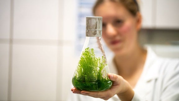 Doktorandin Claudia Glaubitz hält wenige Gramm einer Torfmosspflanze in einem Erlenmeyerkolben in der Hand.