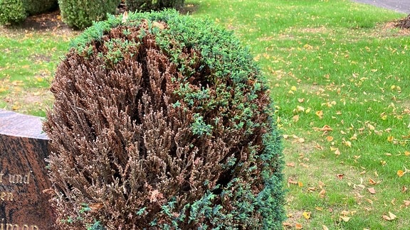 Halb vertrocknete Konifere auf einem Friedhof