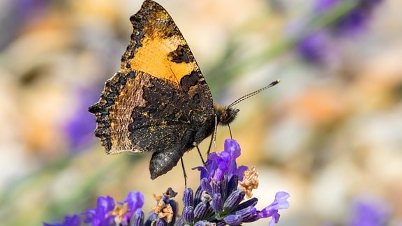 Schmetterling auf Lavendel