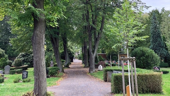 Lindenallee auf einem Friedhof