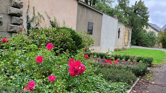 Rosen an einer Friedhofsmauer