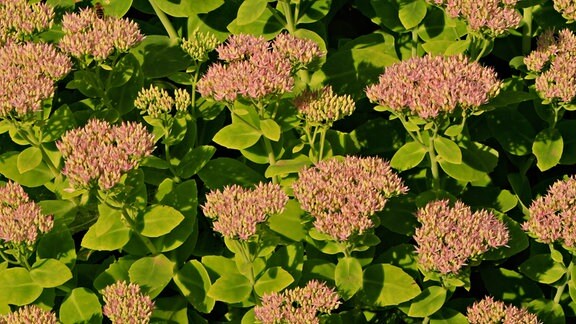 Sedum