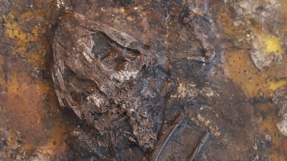 fossiler Frosch aus der Geiseltalsammlung 