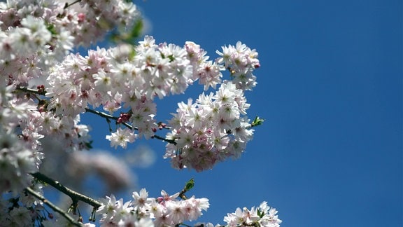 Ausschnitt Kirschbaum mit voller weißer Blüte vor tiefblauem Himmel