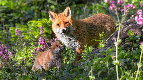 Ein Fuchs in einer Blumenwiese im Wald, mit Jungtier