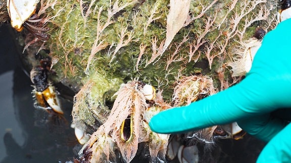 Ein Finger in Handschuhen zeigt auf eine mit Algen bewachsene Muschel