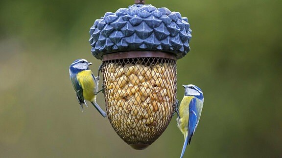 Zwei Blaumeisen Parus caeruleus fressen im Winter Erdnüsse aus dem Vogelfutterhäuschen im Garten.