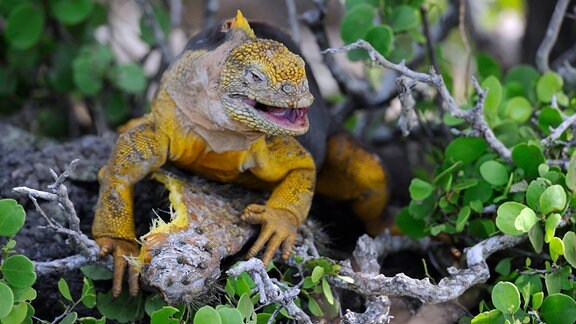 Ein Reptil mit typischer Leguan-Form und grau-gelber Haut sitzt auf einem angefressenen, schon holzigen Blatt eines Feigenkaktus. Ansicht von vorn. Leicht offener Mund und kritsich-verschmitzter Blick. Drum herum kleine grüne Blätter, Hintergrund unscharf.