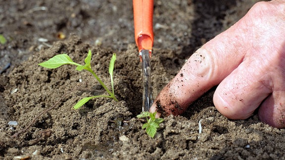 Gartenarbeit - Gemüse wird angepflanzt