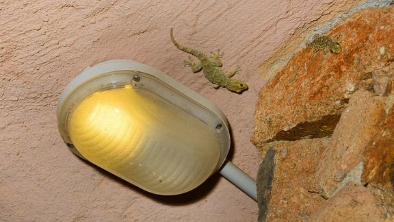 Gecko an einer Decke