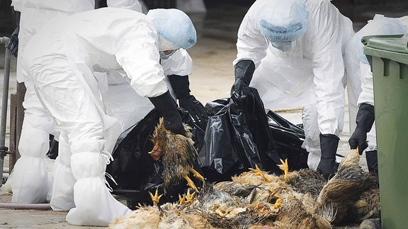 Personen in Schutzkleidung packen tote Hühner in Müllsäcke.