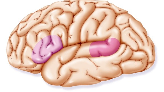 Eine Grafik zeigt eingefärbte Teile des Gehirns