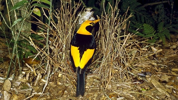 Ein gelb-schwarz-gefiederter Gelbnacken-Laubenvogel sitzt einem grau-brauen Weibchen gegenüber.